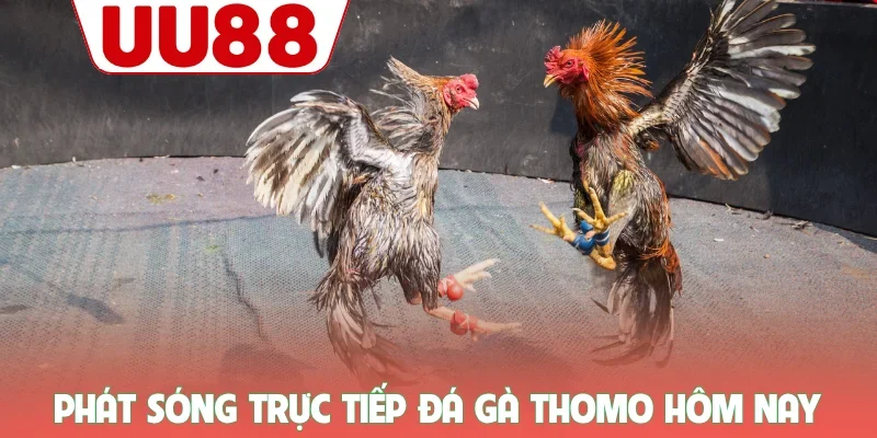 Đá Gà UU88 - Trực Tiếp Từ Thomo, Kèo Cược Thơm, Thắng Lớn Mỗi Ngày - zenvanta.best Đá Gà UU88 - Trực Tiếp Từ Thomo, Kèo Cược Thơm, Thắng Lớn Mỗi Ngày - zenvanta.best