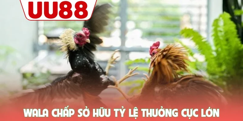 Đá Gà UU88 - Trực Tiếp Từ Thomo, Kèo Cược Thơm, Thắng Lớn Mỗi Ngày - zenvanta.best Đá Gà UU88 - Trực Tiếp Từ Thomo, Kèo Cược Thơm, Thắng Lớn Mỗi Ngày - zenvanta.best